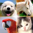 Cute Pets Slideshow & Wallpapers (HD) Cute Pets Slideshow & Wallpapers (HD)