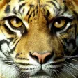 Wild Cats Slideshow & Wallpapers Wild Cats Slideshow & Wallpapers