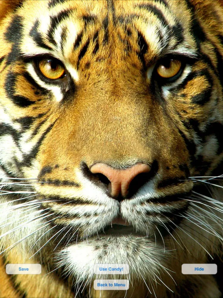 Ảnh chụp màn hình của Wild Cats Slideshow & Wallpapers iPad 