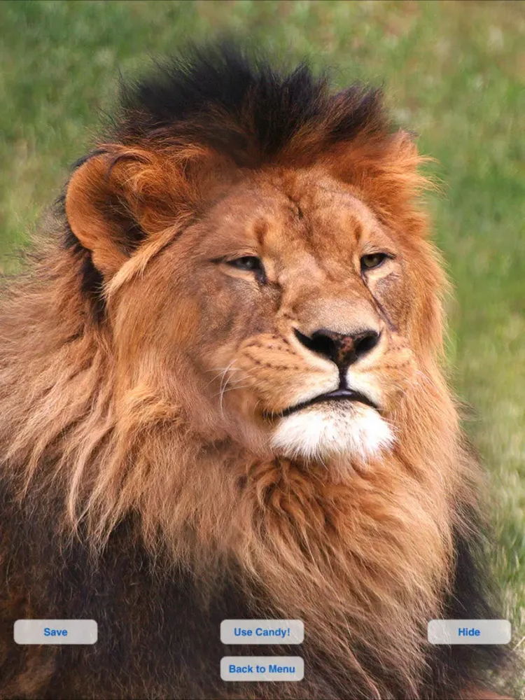 Ảnh chụp màn hình của Wild Cats Slideshow & Wallpapers iPad 