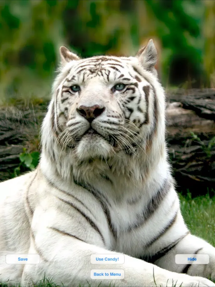 Ảnh chụp màn hình của Wild Cats Slideshow & Wallpapers iPad 