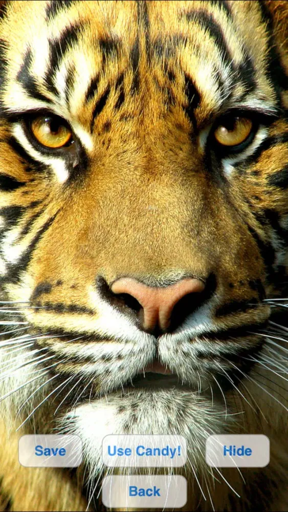 Ảnh chụp màn hình của Wild Cats Slideshow & Wallpapers