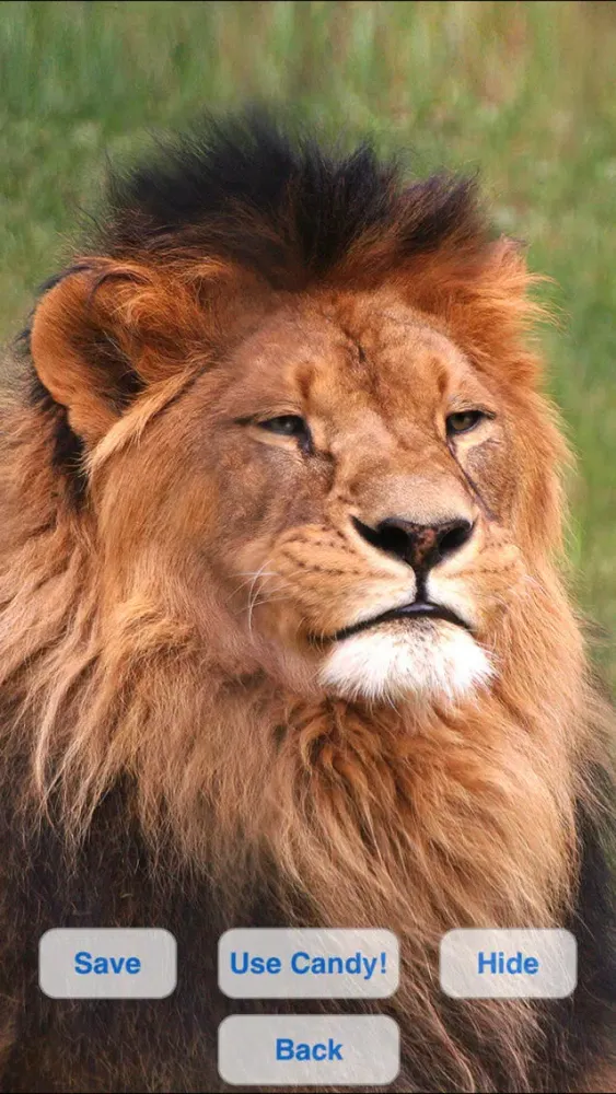 Ảnh chụp màn hình của Wild Cats Slideshow & Wallpapers