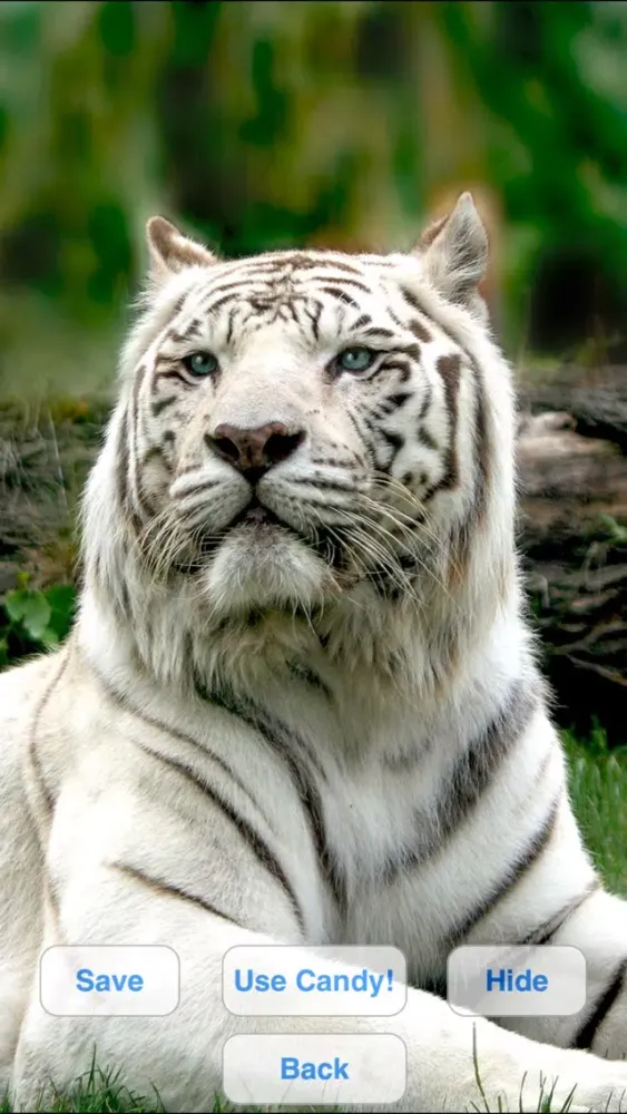 Ảnh chụp màn hình của Wild Cats Slideshow & Wallpapers