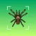 Bug identifier - Spider,insect