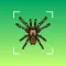 Bug identifier - Spider,insect