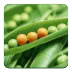 Food Additives