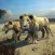 Clan of Lions
