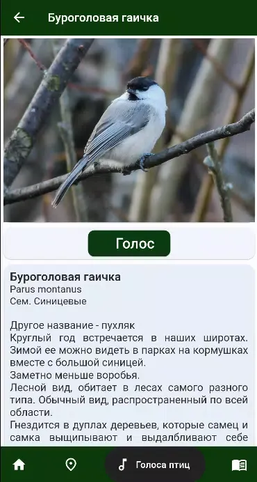 Birds of Siberia スクリーンショット