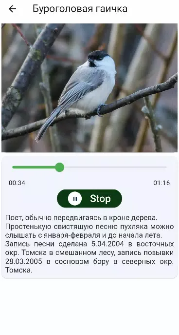Birds of Siberia スクリーンショット