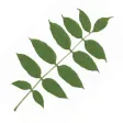 Redland Green Tree Trail