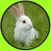 exceptionnal rabbits for kids no ads