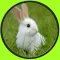 exceptionnal rabbits for kids no ads