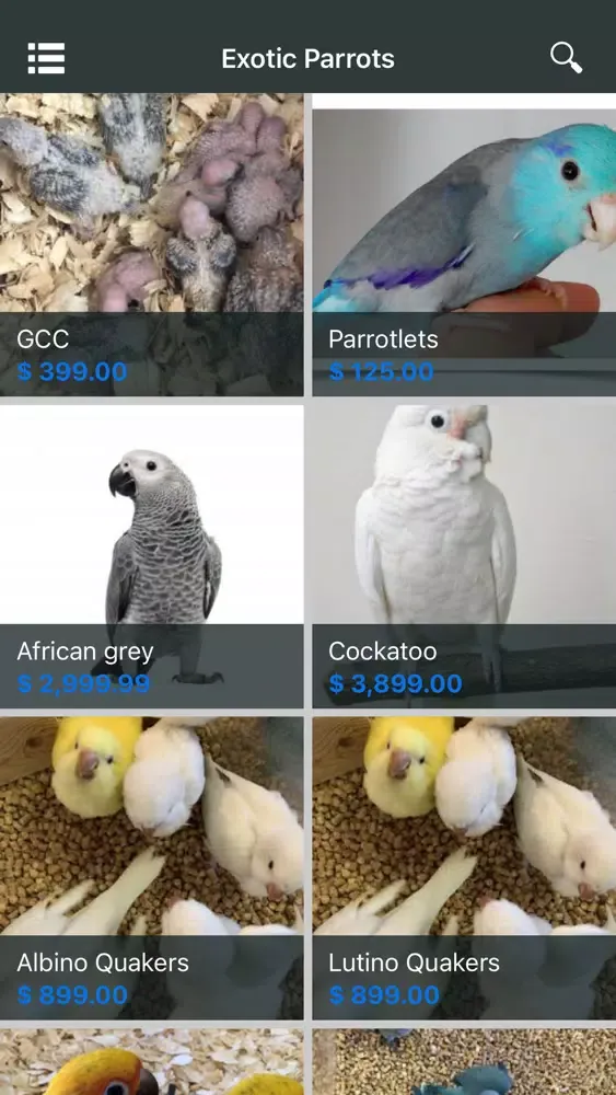 Capturas de tela do Exotic Parrots