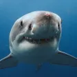 SharkID