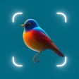 Bird Identifier, Bird Id Bird Identifier, Bird Id