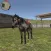 Fantasy Horse Riding Game