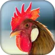 Real Animal sounds