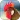 Real Animal sounds