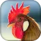 Real Animal sounds