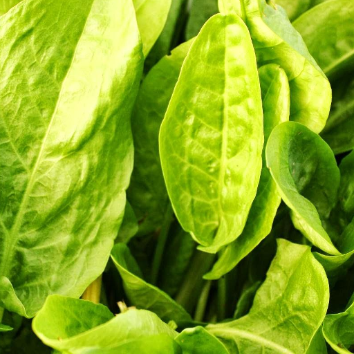 Rumex Acetosa Wallpaper