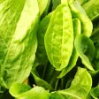 Rumex Acetosa Wallpaper