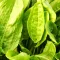 Rumex Acetosa Wallpaper