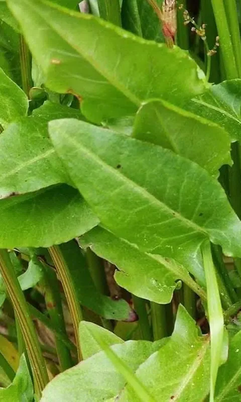 Скриншоты Rumex Acetosa Wallpaper