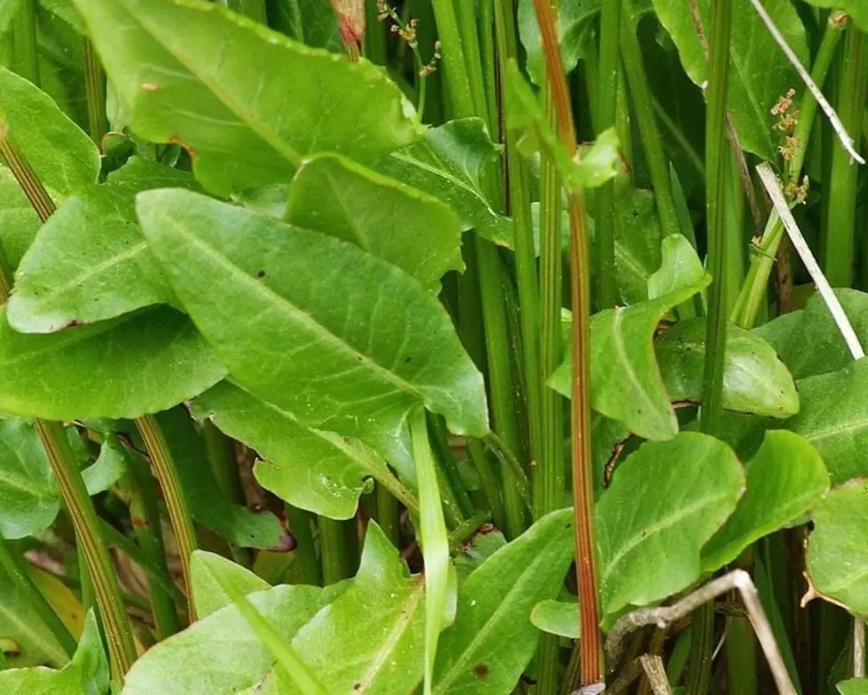 Скриншоты Rumex Acetosa Wallpaper