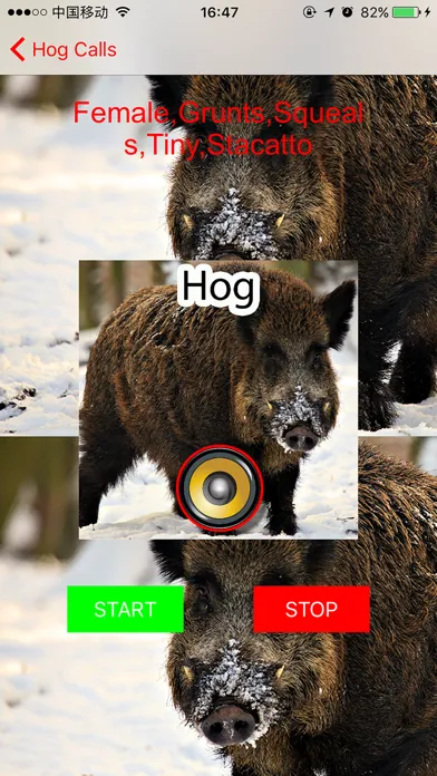 Real Hog Hunting Calls & Sounds應用截圖