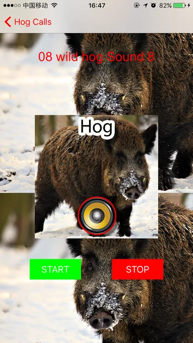 Real Hog Hunting Calls & Sounds應用截圖