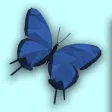 Butterfly Garden 3D