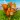 Virtual Squirrel Simulator 3D