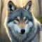 The Wild Wolf Life Simulator 1