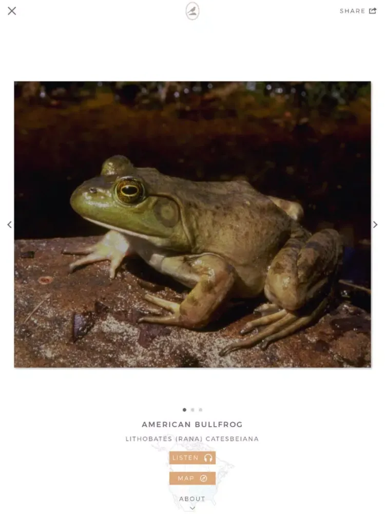 Fieldstone Guide: Amphibians iPad  سکرین شاٹس