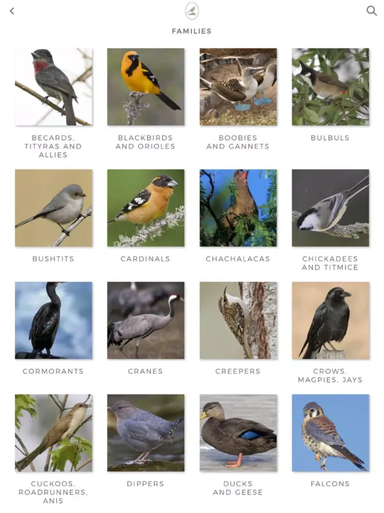 Tangkapan skrin Fieldstone Guide: Birds iPad 