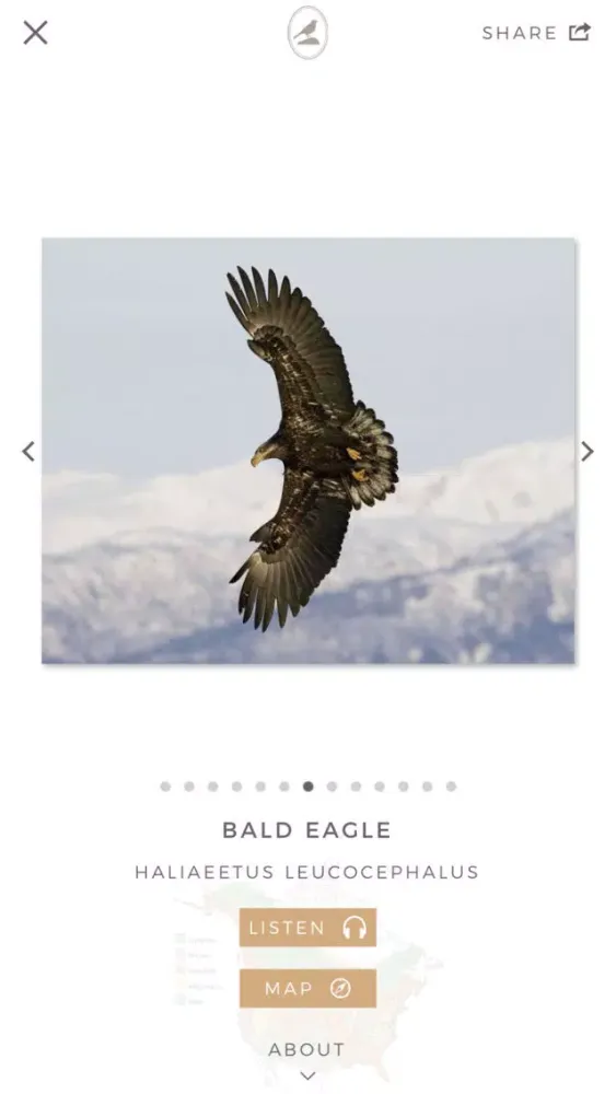 Tangkapan skrin Fieldstone Guide: Birds
