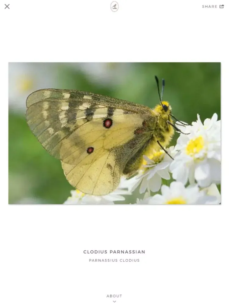 Fieldstone Guide: Butterflies iPad  স্ক্রিনশট