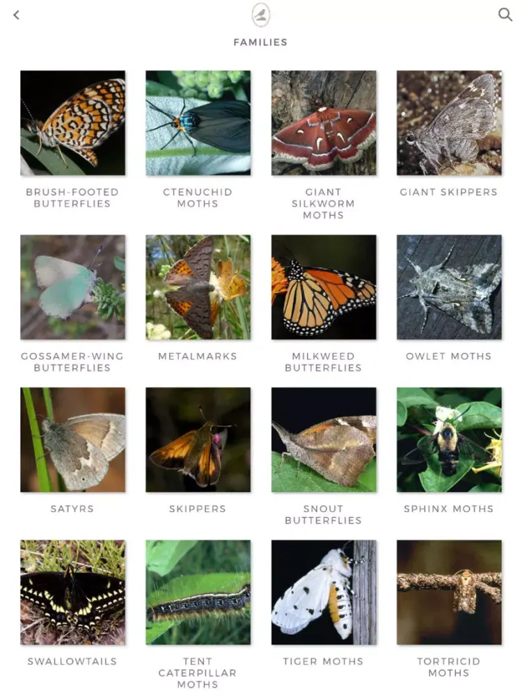Fieldstone Guide: Butterflies iPad  স্ক্রিনশট