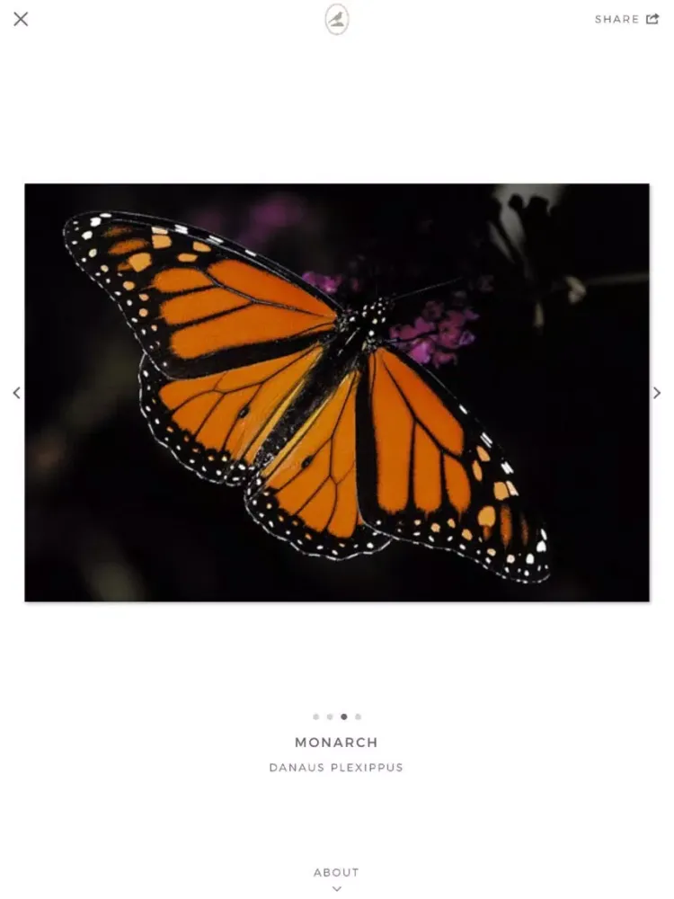 Fieldstone Guide: Butterflies iPad  স্ক্রিনশট