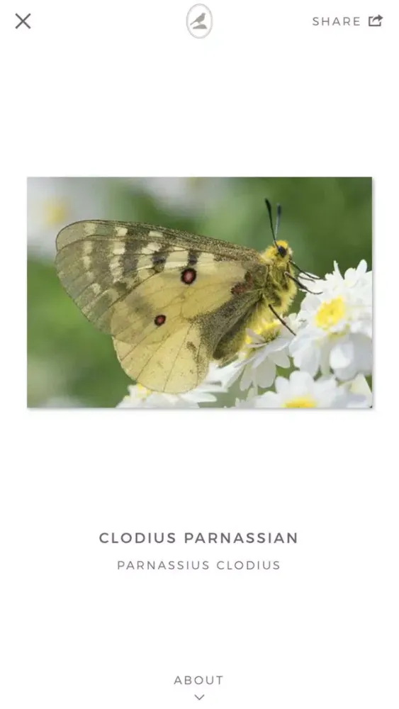 Fieldstone Guide: Butterflies স্ক্রিনশট