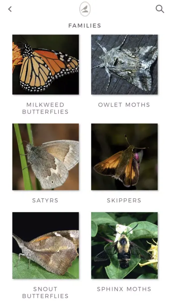 Fieldstone Guide: Butterflies স্ক্রিনশট