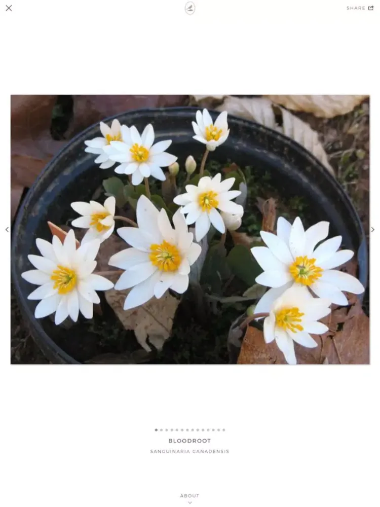 صور Fieldstone Guide: Herbs iPad 