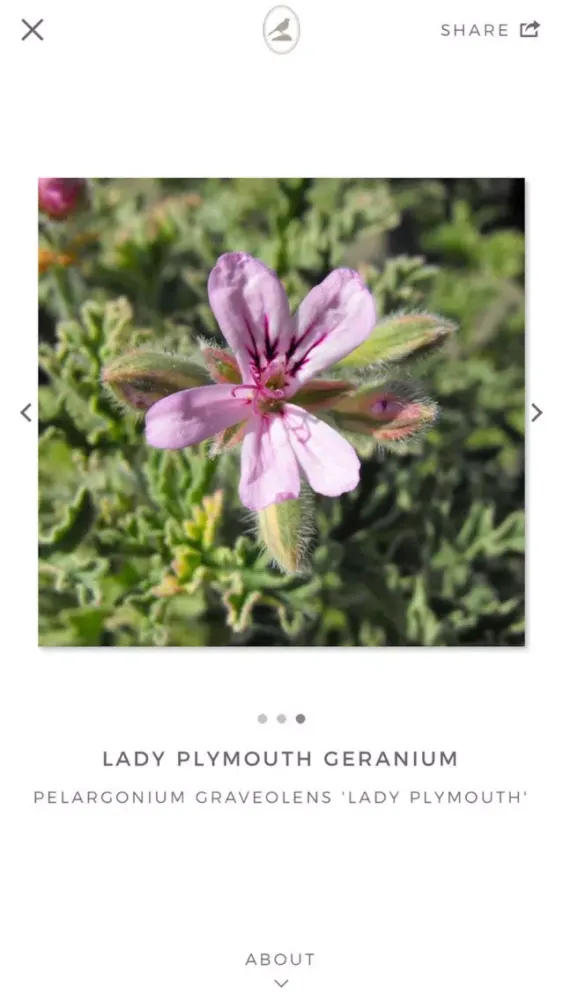 صور Fieldstone Guide: Herbs