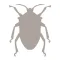 Fieldstone Guide: Insects