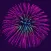 Amazing Fireworks