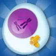 Biology Mitosis & Meiosis Lite Biology Mitosis & Meiosis Lite
