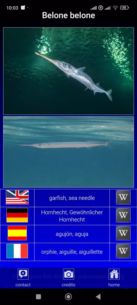 Sea fish of the North Atlantic スクリーンショット