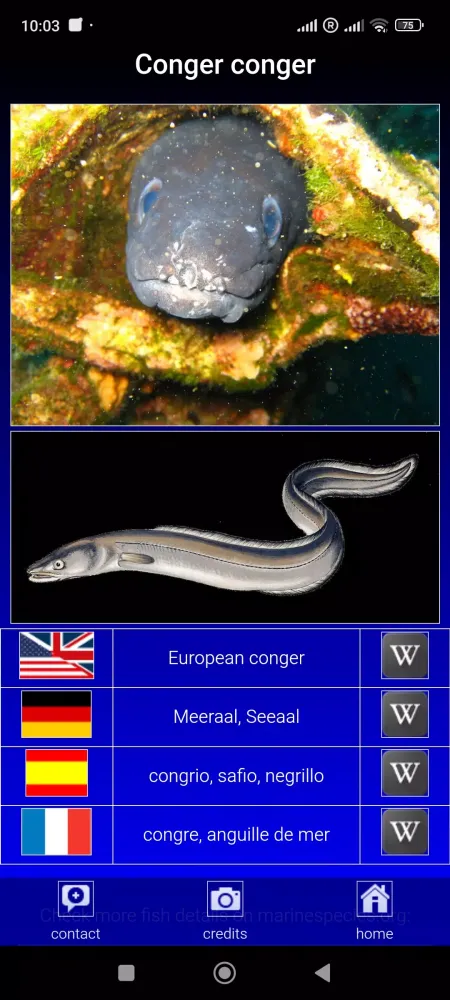 Sea fish of the North Atlantic スクリーンショット