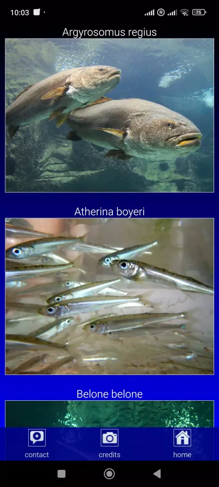 Sea fish of the North Atlantic スクリーンショット